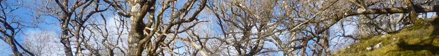 Tree-work-header_2